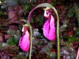 Wild Flowers